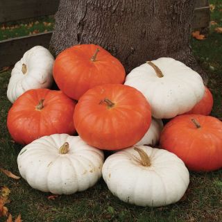 Red & White Mix Pumpkin Thumbnail